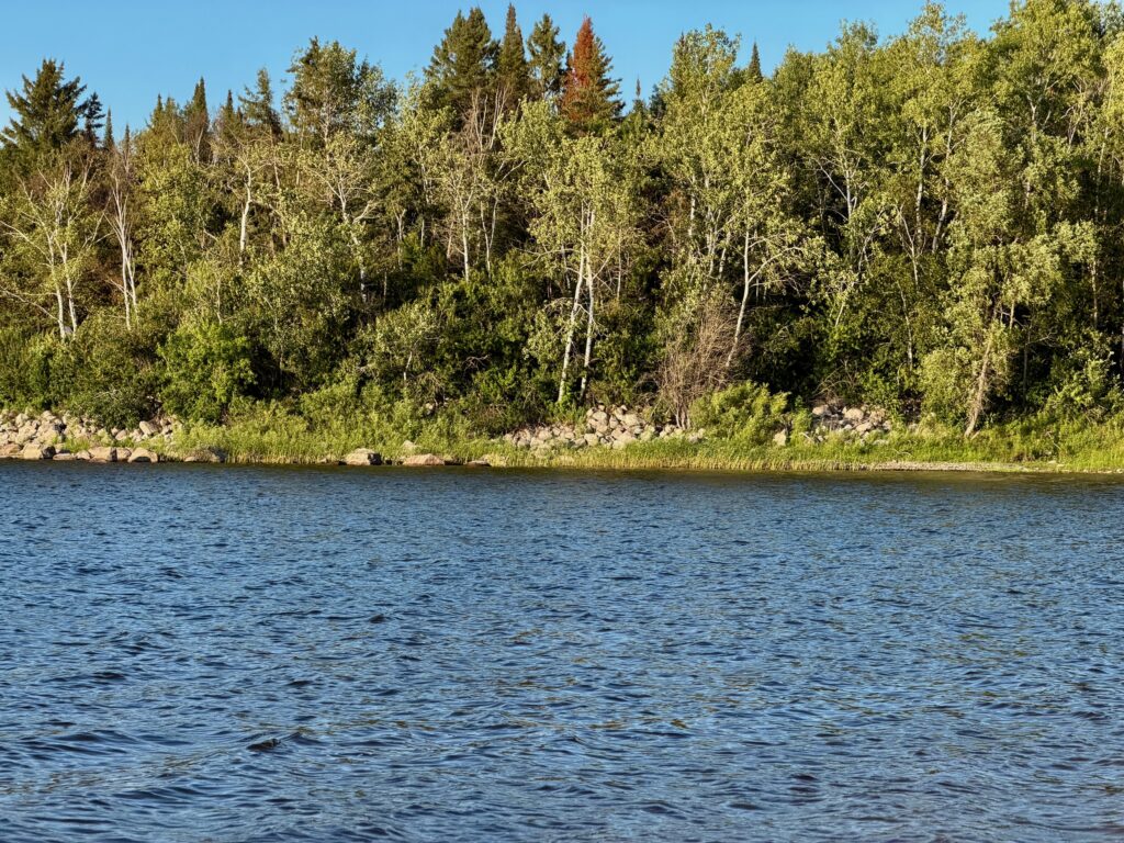 Boreal forest shoreline with mixed coniferous and deciduous trees, rocky beach, and calm lake water under clear blue sky