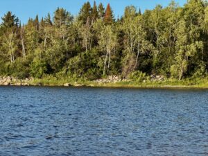 Boreal forest shoreline with mixed coniferous and deciduous trees, rocky beach, and calm lake water under clear blue sky