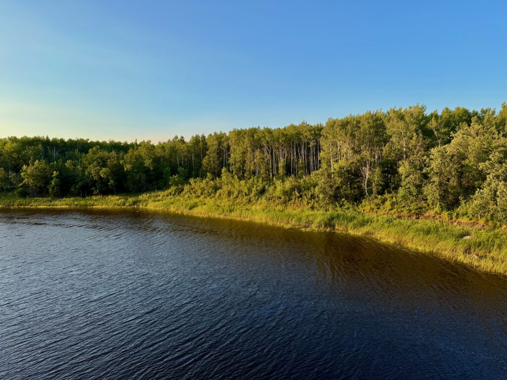 River flowing past a dense boreal forest of birch and conifer trees under clear blue sky