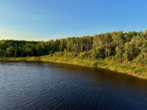 River flowing past a dense boreal forest of birch and conifer trees under clear blue sky
