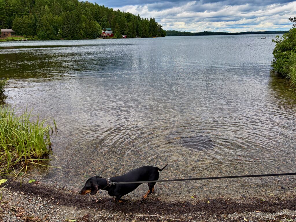Black dachshund on a leash at the shoreline of a large lake, with coniferous forest and a cottage visible across the water under a cloudy sky