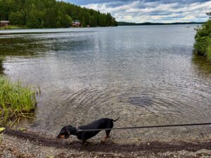 Black dachshund on a leash at the shoreline of a large lake, with coniferous forest and a cottage visible across the water under a cloudy sky