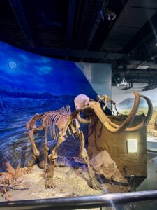 Museum display of woolly mammoth skeleton with long curved tusks, displayed against a blue ice-age landscape backdrop, showing anatomical structure and prehistoric environment context