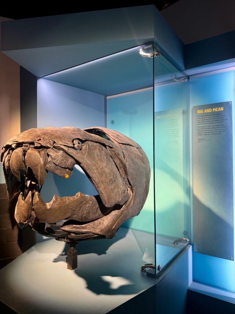 Fossilised skull of a large prehistoric animal with prominent teeth and jaw displayed in a museum case, next to an informational panel titled "Big and Mean