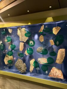 Museum display case featuring fossilized plant specimens mounted on a dark blue background with green circular information labels, gold-coloured leaf impressions, and tree silhouettes illustrating ancient plant evolution
