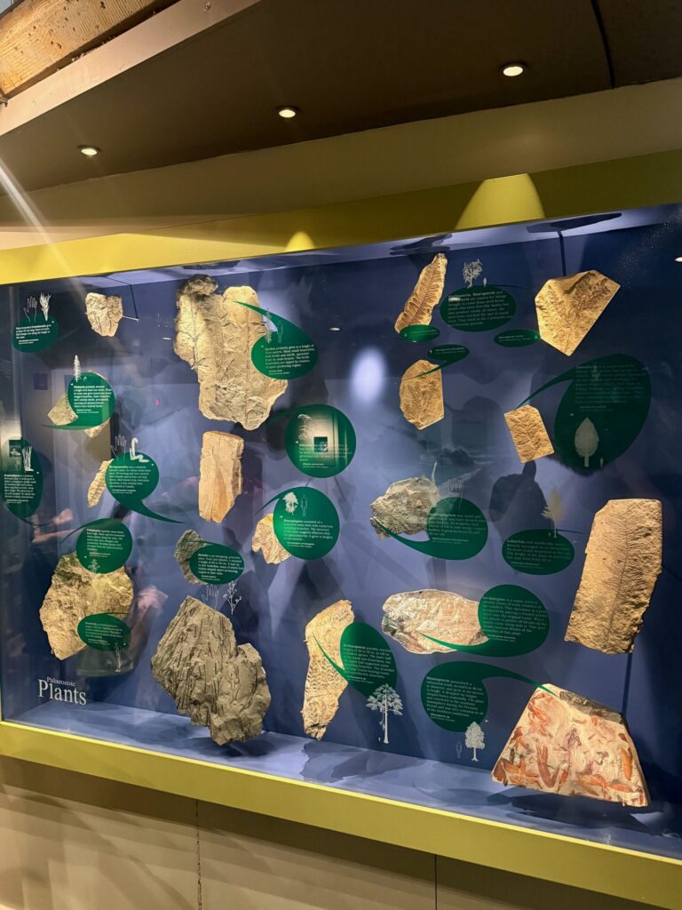 Museum display case featuring fossilized plant specimens mounted on a dark blue background with green circular information labels, gold-coloured leaf impressions, and tree silhouettes illustrating ancient plant evolution