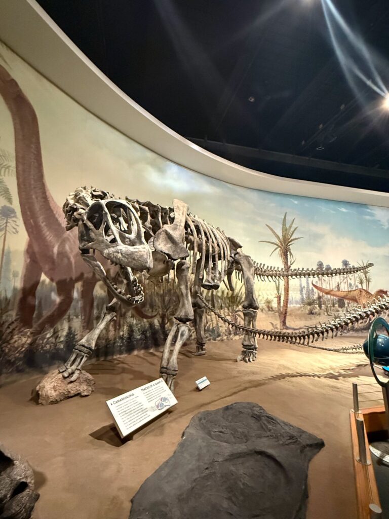 Museum display of a dinosaur skeleton with skull, ribs, and spine visible, set in a diorama showing a desert landscape with palm trees and other prehistoric creatures in the background