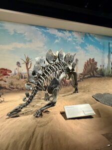 Stegosaurus skeleton displayed in a museum diorama, showing the dinosaur's distinctive row of back plates and tail spikes, positioned on sandy ground with a Mesozoic landscape backdrop and informational placard