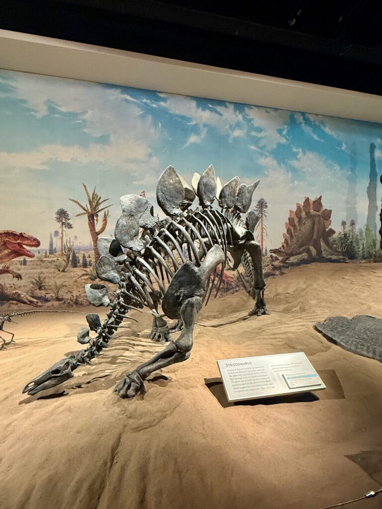 Stegosaurus skeleton displayed in a museum diorama, showing the dinosaur's distinctive row of back plates and tail spikes, positioned on sandy ground with a Mesozoic landscape backdrop and informational placard