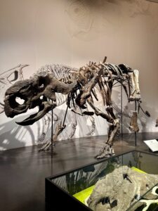 Dinosaur skeleton displayed in a museum, showing fossilized bones of a horned ceratopsian arranged on a black platform with anatomical drawings projected on the wall behind it