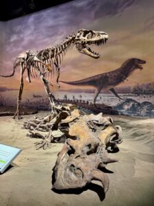 Museum exhibit displaying a complete dinosaur skeleton on the left with open jaws, a smaller brown dinosaur reconstruction on the right, and fossilized skull and bones in the foreground, set against a painted prehistoric landscape backdrop