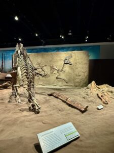 Museum display of Lambeosaurus dinosaur skeleton and fossil cast, including a full skeletal mount on the left, a detailed relief panel showing multiple dinosaurs in the centre, fossilised wood, and an informational placard at the front