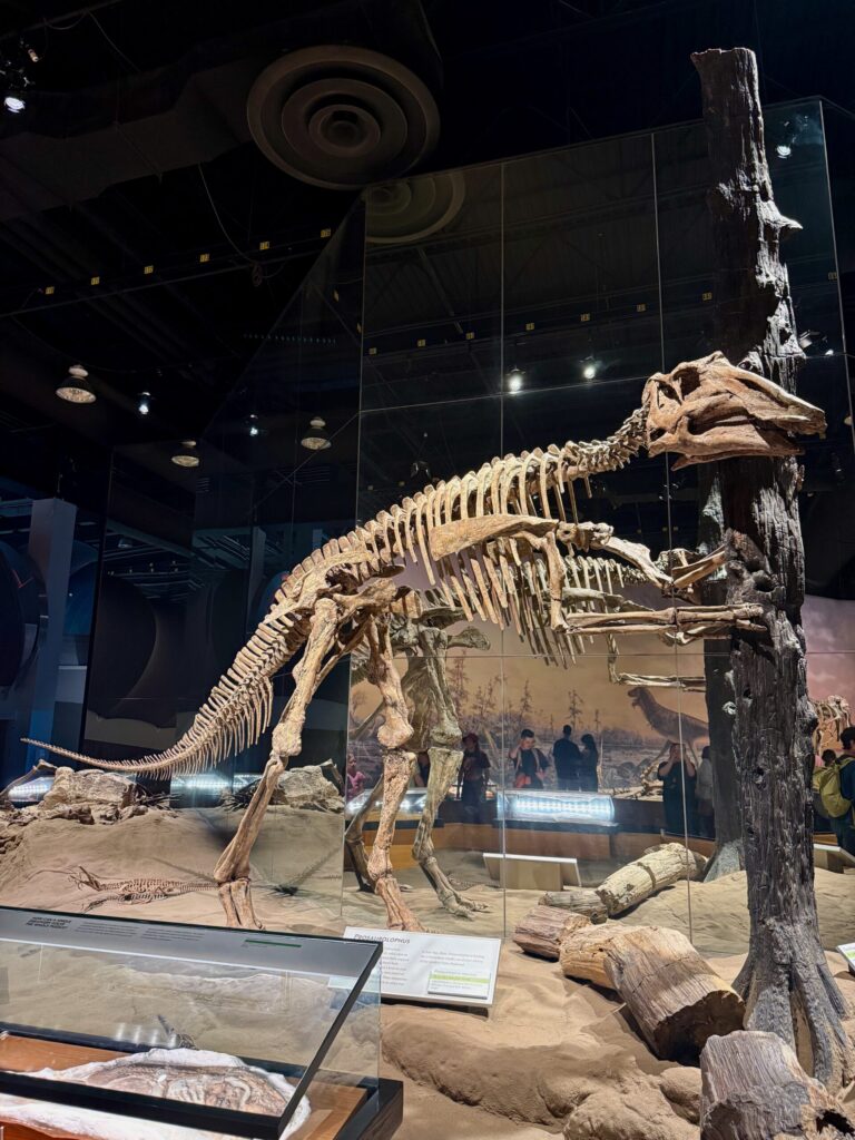 Dinosaur skeleton displayed in a museum exhibit, showing two fossilized skeletons positioned near a weathered tree trunk, with sand-coloured ground and glass panels, museum visitors visible in background
