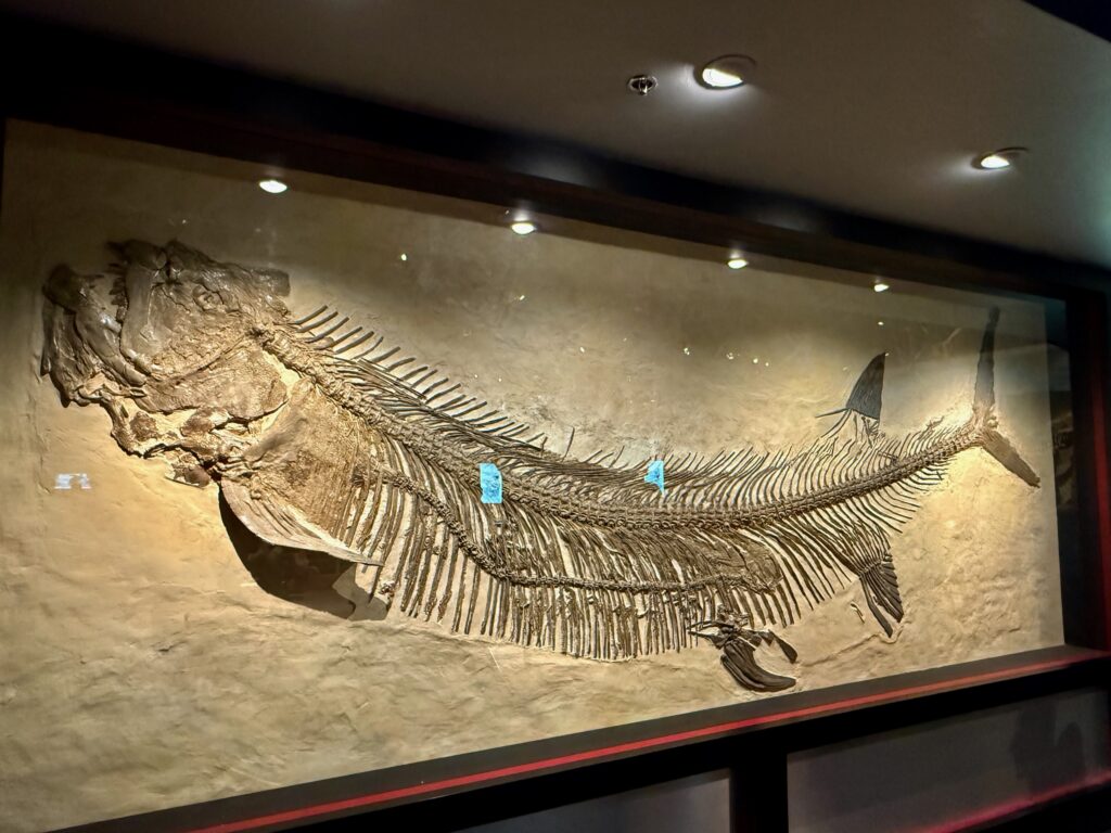 Fossilized skeleton of an ancient fish with prominent spinal bones and ribcage displayed in a museum exhibit case under spotlight lighting