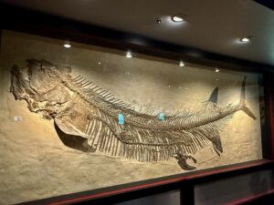 Fossilized skeleton of an ancient fish with prominent spinal bones and ribcage displayed in a museum exhibit case under spotlight lighting