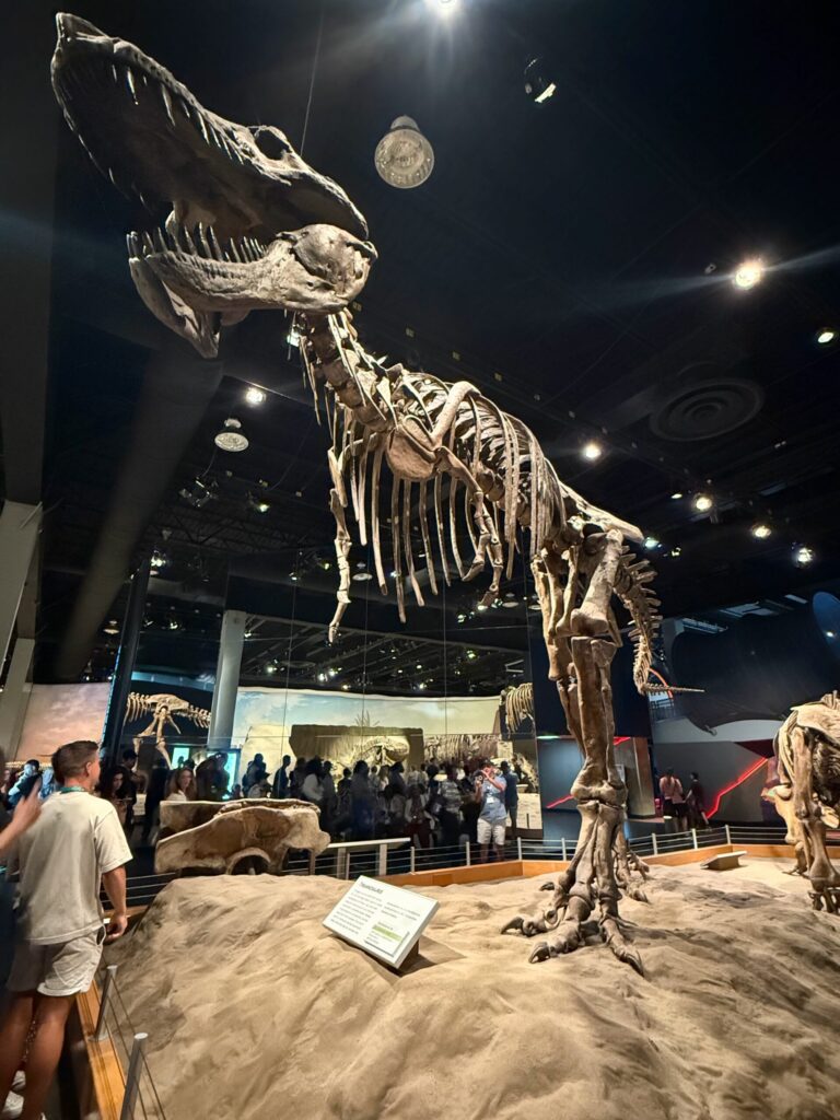 Large dinosaur skeleton displayed in a museum exhibit, with its head tilted upward and jaws open. The cream-coloured fossil stands on sandy ground beneath bright spotlights, with museum visitors viewing from behind a barrier below