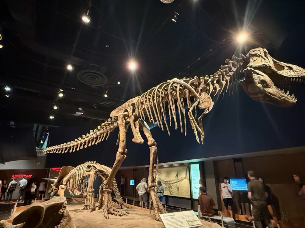 Tyrannosaurus rex skeleton displayed in a museum exhibit with dramatic overhead lighting, shown in a walking stance with visitors viewing the display