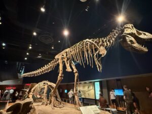 Tyrannosaurus rex skeleton displayed in a museum exhibit with dramatic overhead lighting, shown in a walking stance with visitors viewing the display
