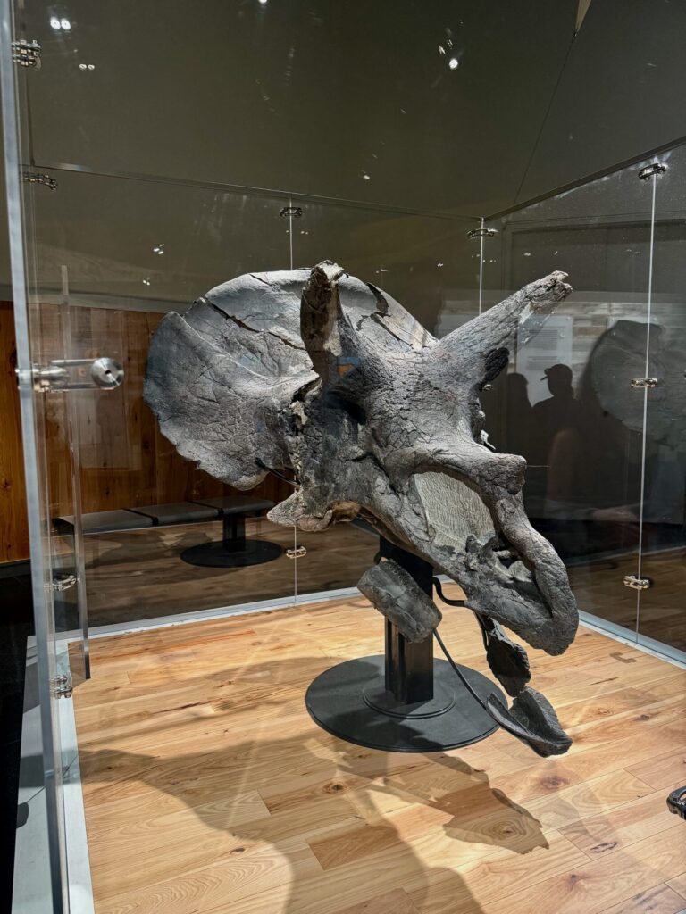 Fossilized triceratops skull mounted on a pedestal inside a glass display case in a museum gallery, with visitors visible in the background