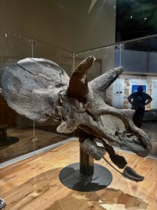 Fossilized Triceratops skull mounted on a stand in a museum display case, shown in profile with distinctive three horns and large bony frill