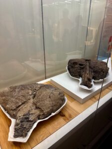 Two fossilised specimens displayed on white platforms inside a museum glass case, with information panels visible behind the glass