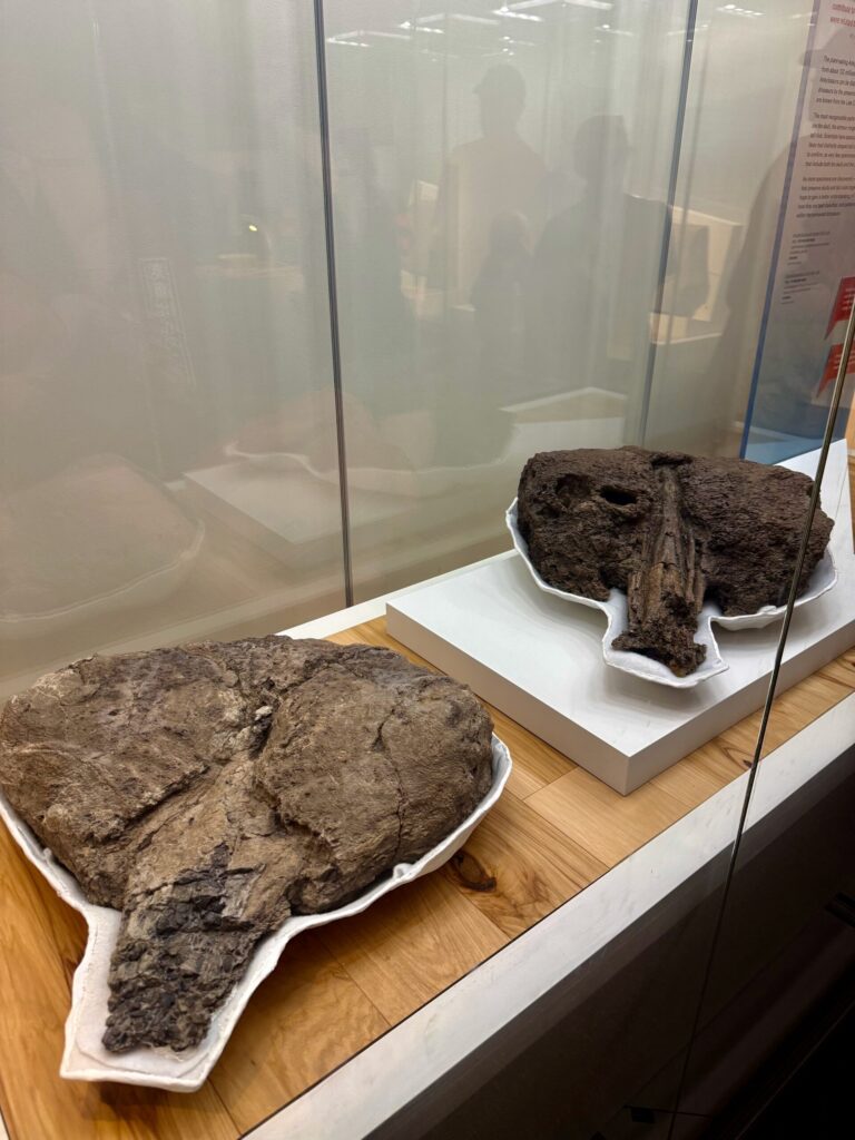 Two fossilised specimens displayed on white platforms inside a museum glass case, with information panels visible behind the glass