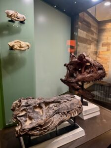 Museum display of dinosaur skull fossils including cast replicas mounted on a green wall and larger fossilised skull specimens on pedestals, showcasing cranial structure and evolution