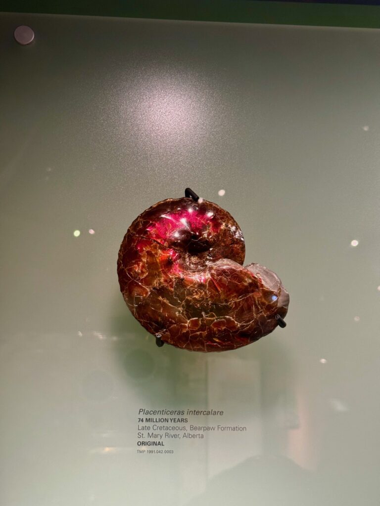 Placentíceras intercalare fossil, 74 million years old from the Late Cretaceous Bearpaw Formation, St. Mary River, Alberta; reddish-brown ammonite with pink fluorescent markings under ultraviolet light