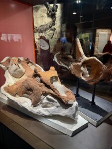 Fossilized dinosaur skulls displayed in a museum exhibit, including a horned ceratopsian skull in the foreground and a skeletal fossil mounted on the wall behind visitors