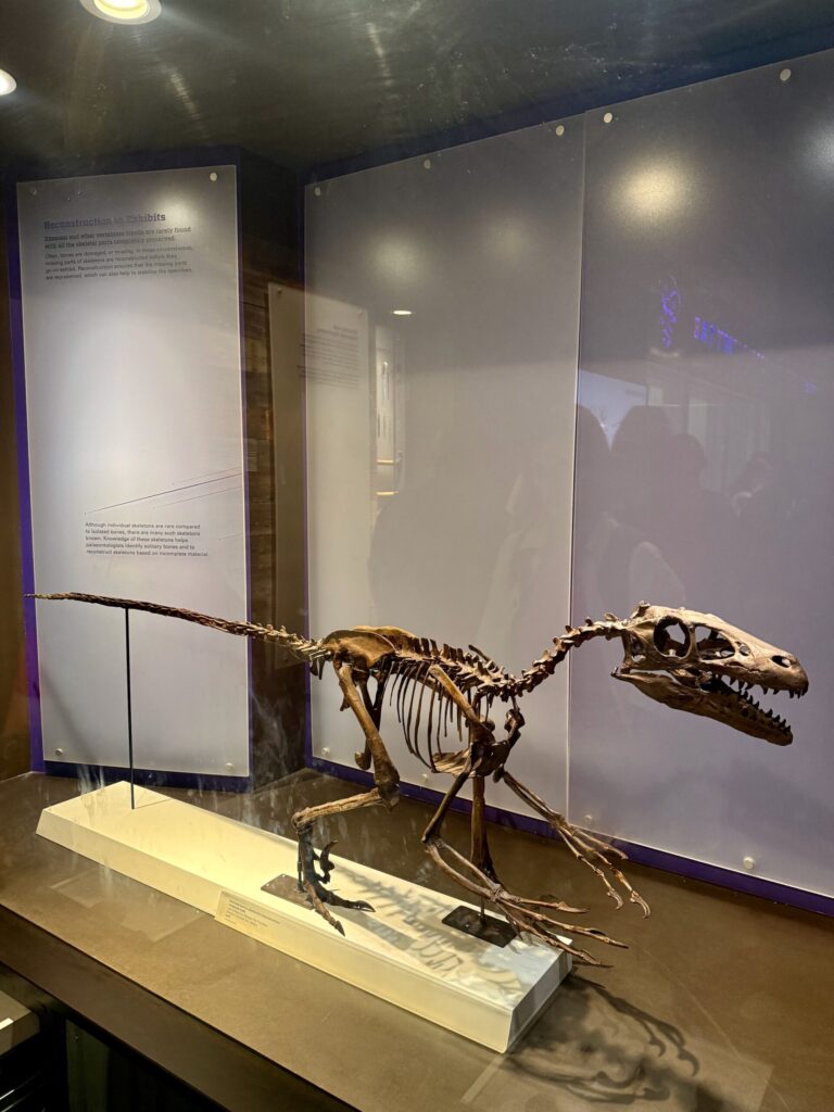 Dinosaur skeleton on museum display stand with informational panel behind it