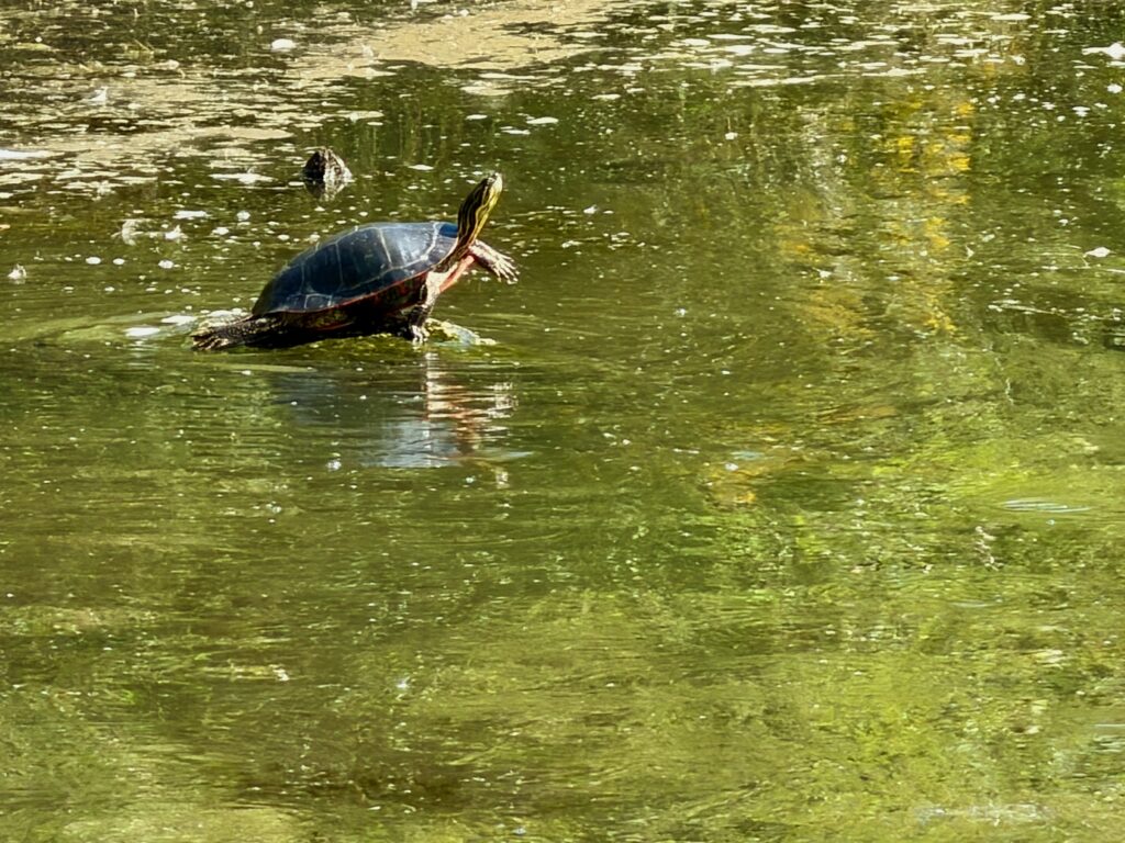 Red-eared slider turtle basking on a log in a green pond with another turtle visible in the background