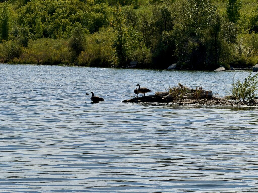 Canada geese swimming in a lake with one standing on a log, dense green forest lining the far bank