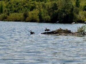Canada geese swimming in a lake with one standing on a log, dense green forest lining the far bank