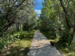 A black dog stands on a tree-lined dirt path beneath a canopy of green foliage and blue sky