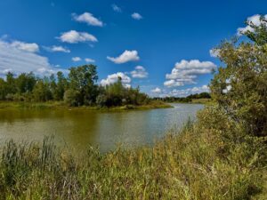 Calm water bordered by marsh grasses and deciduous trees under a bright blue sky with white clouds