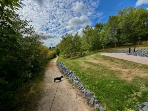 Small black dog on a leash walking along a tree-lined park path with lush green grass, stone borders, and blue sky with white clouds