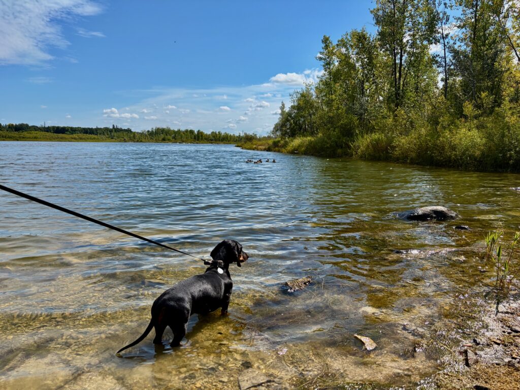 Black dog on a leash wading in shallow water along a riverbank lined with birch and coniferous trees under a blue sky