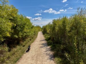 Dog walking on a gravel trail lined with green vegetation under a blue sky with white clouds