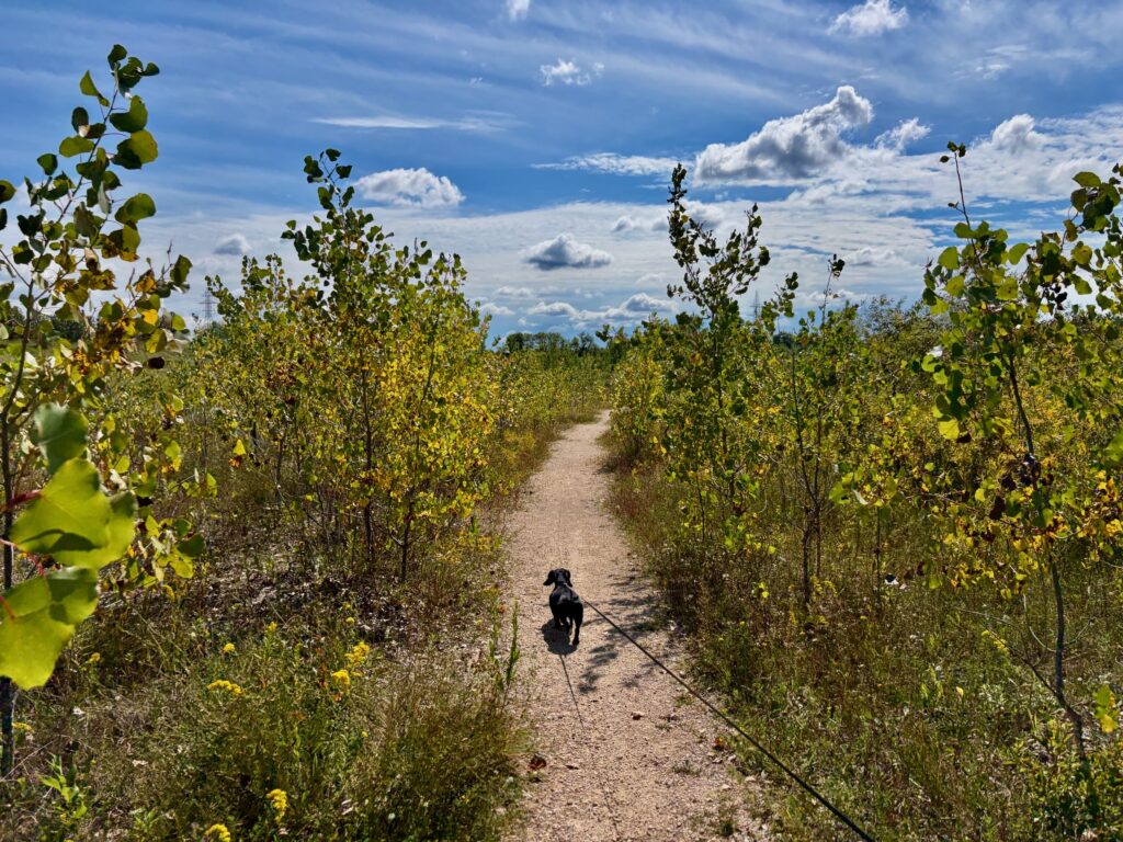 Dog walking on a dirt path through a sunflower field under a blue sky with white clouds