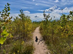 Dog walking on a dirt path through a sunflower field under a blue sky with white clouds
