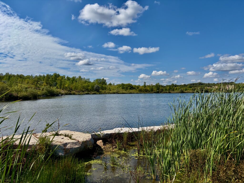 Wetland landscape with calm water, sandy shore, cattails and reeds in foreground, forested shoreline across the water, and blue sky with white clouds