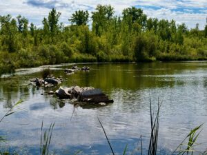 A calm lake with rocks scattered in the water, bordered by dense green trees and vegetation under a partly cloudy sky