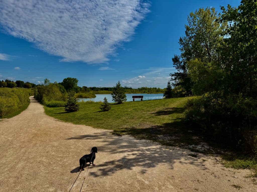 A black dog on a leash stands on a gravel path overlooking a calm lake, with a wooden bench visible across the water, surrounded by green trees and blue sky
