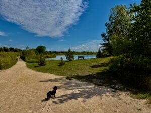 A black dog on a leash stands on a gravel path overlooking a calm lake, with a wooden bench visible across the water, surrounded by green trees and blue sky