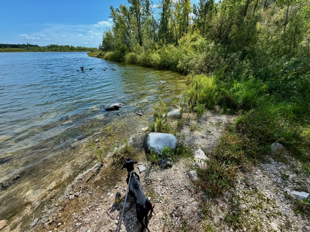 Dog standing on a rocky shoreline beside a calm blue lake, with dense green willows and vegetation lining the water's edge under a clear sky