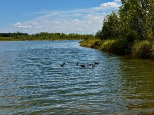 A group of ducks swimming in a calm lake with forested banks under a blue sky with white clouds