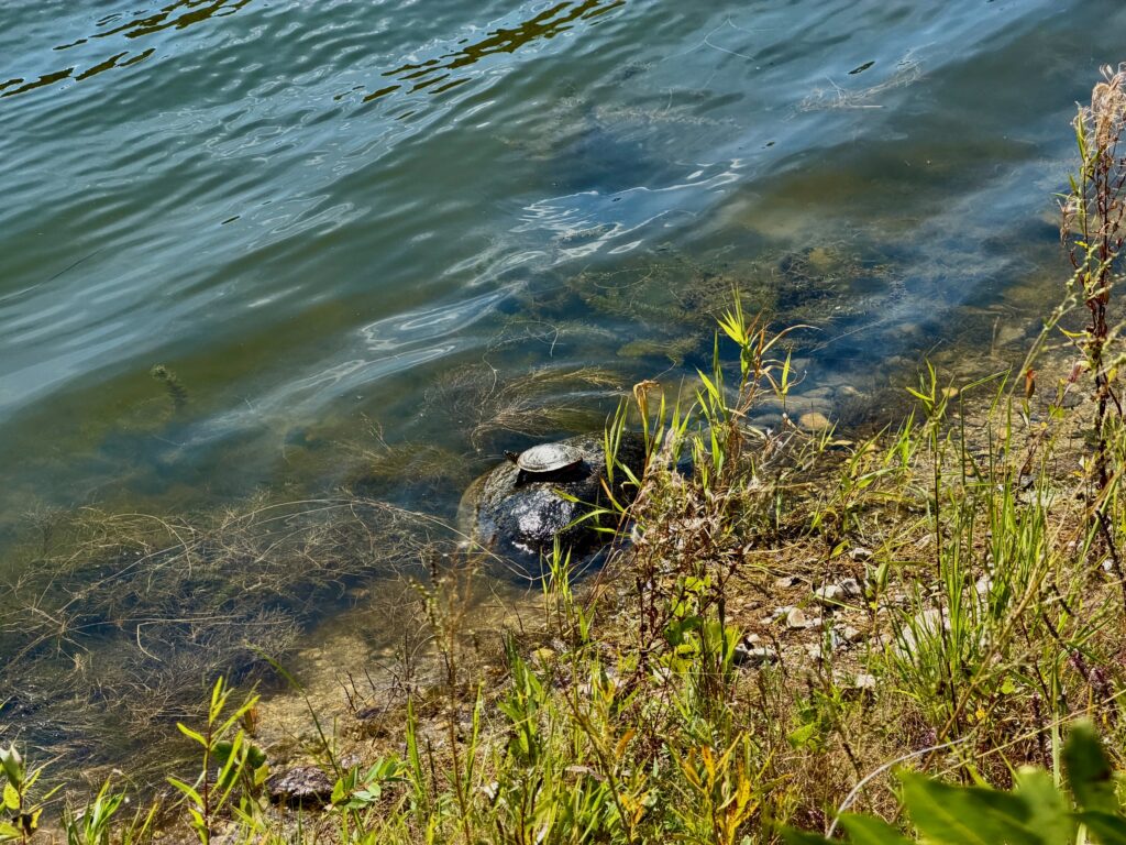 Turtle resting on a rock in shallow water near the shore, surrounded by aquatic vegetation and grasses