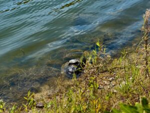 Turtle resting on a rock in shallow water near the shore, surrounded by aquatic vegetation and grasses