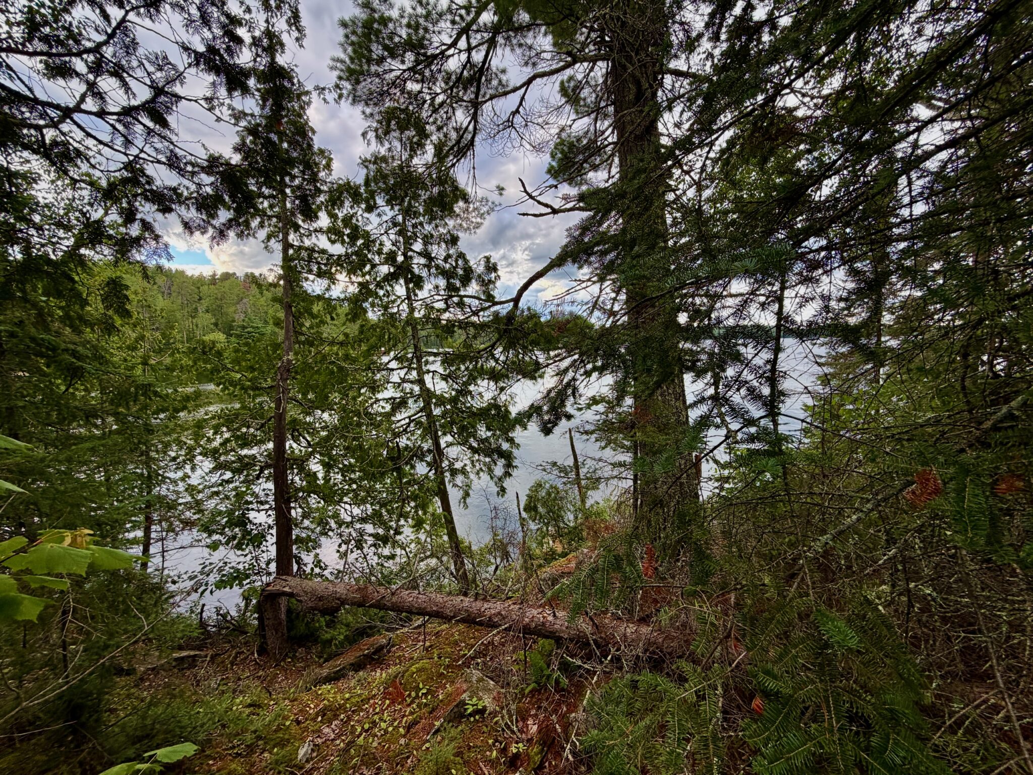 Forested shoreline with tall evergreen and deciduous trees framing a view of calm water visible through the canopy, fallen logs in the foreground, and cloudy sky above