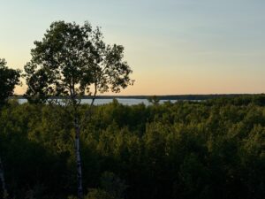 Tall birch tree rising above a dense boreal forest with a lake visible in the distance under a clear sky at dusk